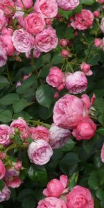 Flowers,Roses,Bush,Buds