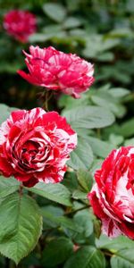 Flowers,Roses,Bush,Mottled,Variegated,Garden