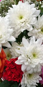 Roses,Gypsophile,Gipsophile,Œillet,Fleurs,Chrysanthème,Bouquet