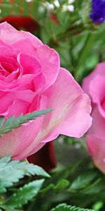 Gros Plan,Gypsophile,Gipsophile,Feuilles,Fermer,Fleurs,Roses