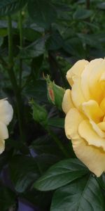 Flowers,Roses,Close Up,Greens,Buds,Garden