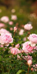 Acuité,Fleurs,Parterre,Parterre De Fleurs,Roses,Jardin