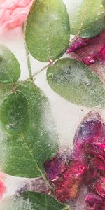 Flowers,Roses,Frozen,Leaves,Ice