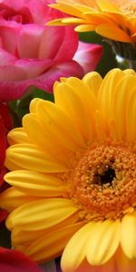 Flowers,Roses,Gerberas,Close Up,Bouquet