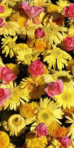 Roses,Gerberas,Multitud,Un Montón De,Flores