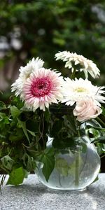 Flowers,Roses,Gerberas,Pot,Jugs,Cyclamen,Cyclamens