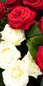 Flowers,Roses,Gipsophile,Gypsophilus