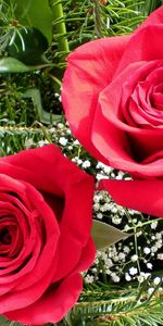 Flowers,Roses,Greens,Gipsophile,Needles,Two,Gypsophilus