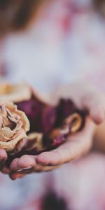 Flowers,Roses,Hands,Herbarium