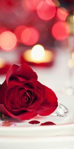 Flowers,Roses,Jewelry,Background