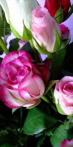 Flowers,Roses,Leaves,Bouquet,Buds,Different