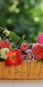 Flowers,Roses,Leaves,Branches,Basket,Garden,Composition