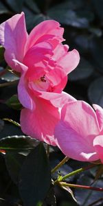 Flowers,Roses,Leaves,Bush,Branches,Buds