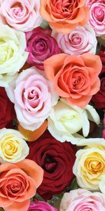 Flowers,Roses,Motley,Bouquet,Multicolored