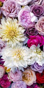 Flowers,Roses,Multicolored,Motley,Bouquet,Dahlias,Composition