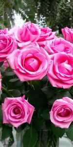 Roses,Rosa,Belleza,Ramo,Amable,Delicado,Flores,Rosado