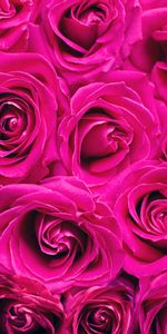 Flores,Rosa,Ramo,Cogollos,Roses,Brotes,Rosado