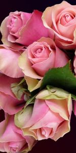 Flowers,Roses,Pink,Bouquet,Buds