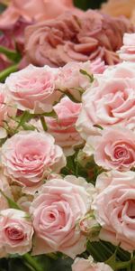 Flowers,Roses,Pink,Buds,Lot