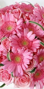 Flowers,Roses,Pink,Gerberas,Tenderness,Bouquet