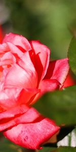 Flowers,Roses,Plants