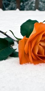 Plantas,Flores,Roses,Nieve