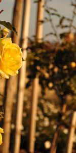 Flowers,Roses,Summer,Glare,Fence