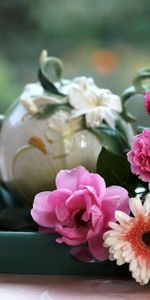 Gerbera,Coupe,Une Tasse,Tableau,Table,Fleurs,Thé,Plateau,Roses