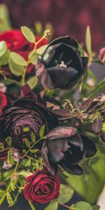 Le Noir,Bouquet,Fleurs,Tulipes,Roses