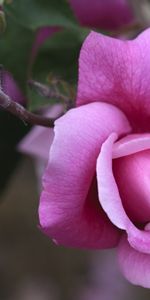 Flowers,Roses,Violet,Plants