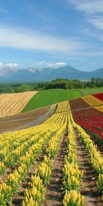 Flowers,Rows,Ranks,Nature,Multicolored,Field,Japan