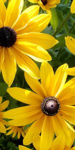 Flores,De Cerca,Solar,Rudbeckia,Rudbekia,Primer Plano