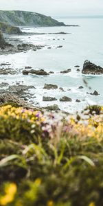 Flowers,Sea,Rocks,Coast,Nature,Cliff