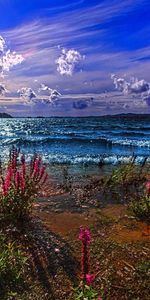 Flowers,Sea,Shore,Bank,Colors,Color,Paints,Day,I See,Nature,Clear,Waves,Sand