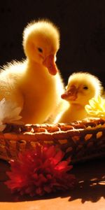 Flowers,Shadow,Basket,Ducklings,Animals