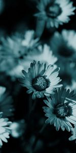 Flowers,Shadow,Nature,Night,Camomile,Dark