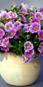 Flowers,Shadow,Pots,Plant Pot,Petunias