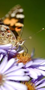 Flowers,Shallow,Small,Macro,Wings,Butterfly,Pattern