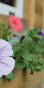 Flowers,Sharpness,Petunias,House