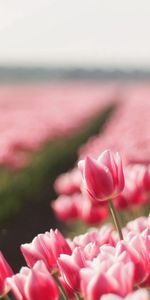 Flowers,Sharpness,Tulips,Field,Spring