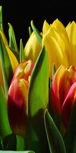 Flowers,Shine,Light,Bouquet,Buds,Tulips,Black Background