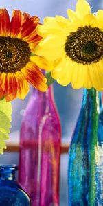 Flowers,Shine,Light,Bright,Bottle,Bottles,Leaflet,Sunflowers