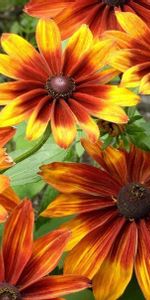 Flowers,Shine,Light,Bright,Flower Bed,Flowerbed,Rudbeckia,Rudbekia