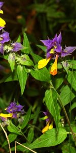 Flowers,Shine,Light,Close Up,Greens,Forest