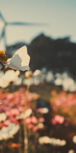 Flowers,Shine,Light,Cosmos,Kosmeya,Field