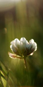 Flowers,Shine,Light,Greens,Field,Clover