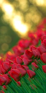 Flowers,Shooting,Angle,Corner,Sharpness,Tulips,Survey