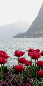 Flowers,Shore,Bank,Island