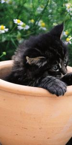 Flowers,Sit,Pot,Animals,Kitty,Kitten