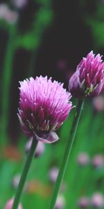 Flowers,Skoroda Onion,Onions,Chives Bow,Schnitt Onion,Chives,Onion Cutter